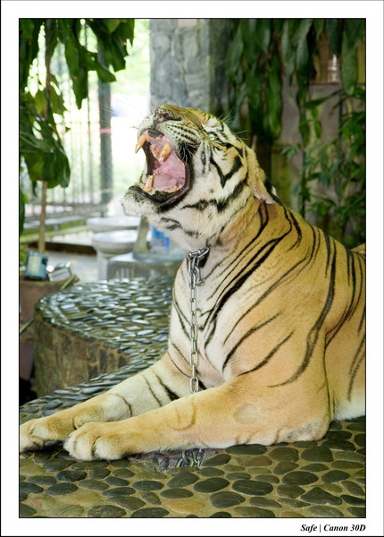 2006 - 08 - Pattaya - Crocodile farm 27
